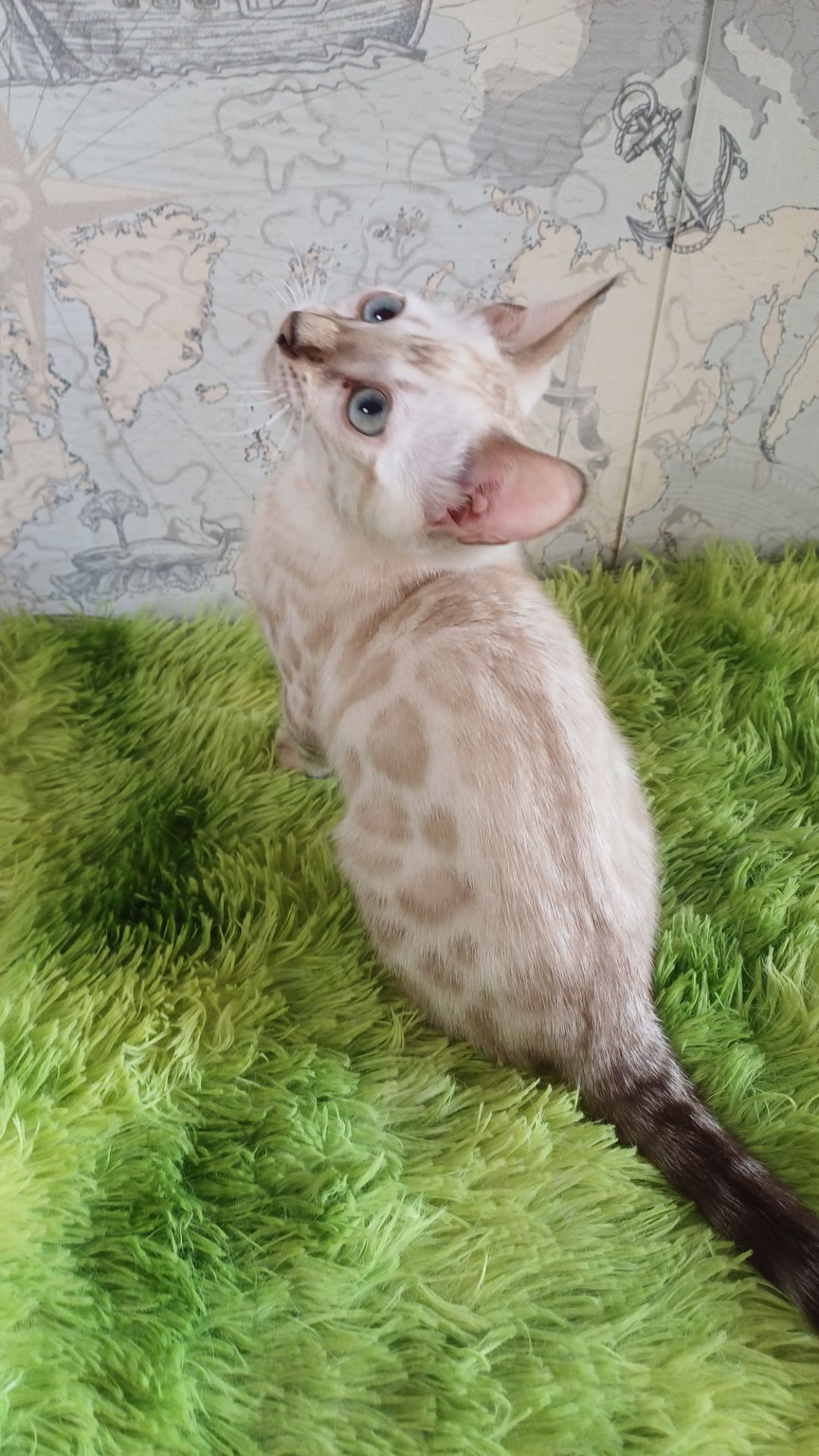 Сніжні бенгальські кошенята