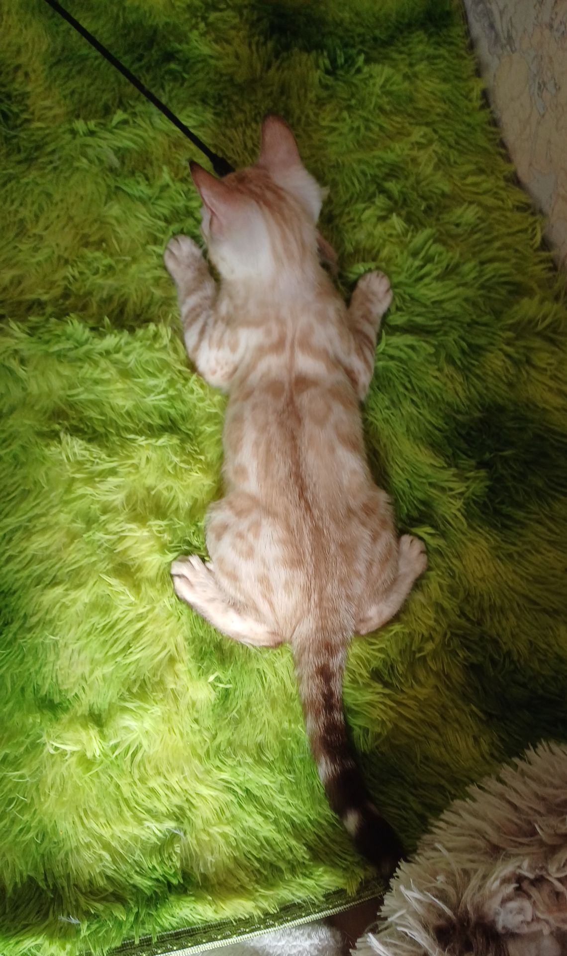 Сніжні бенгальські кошенята
