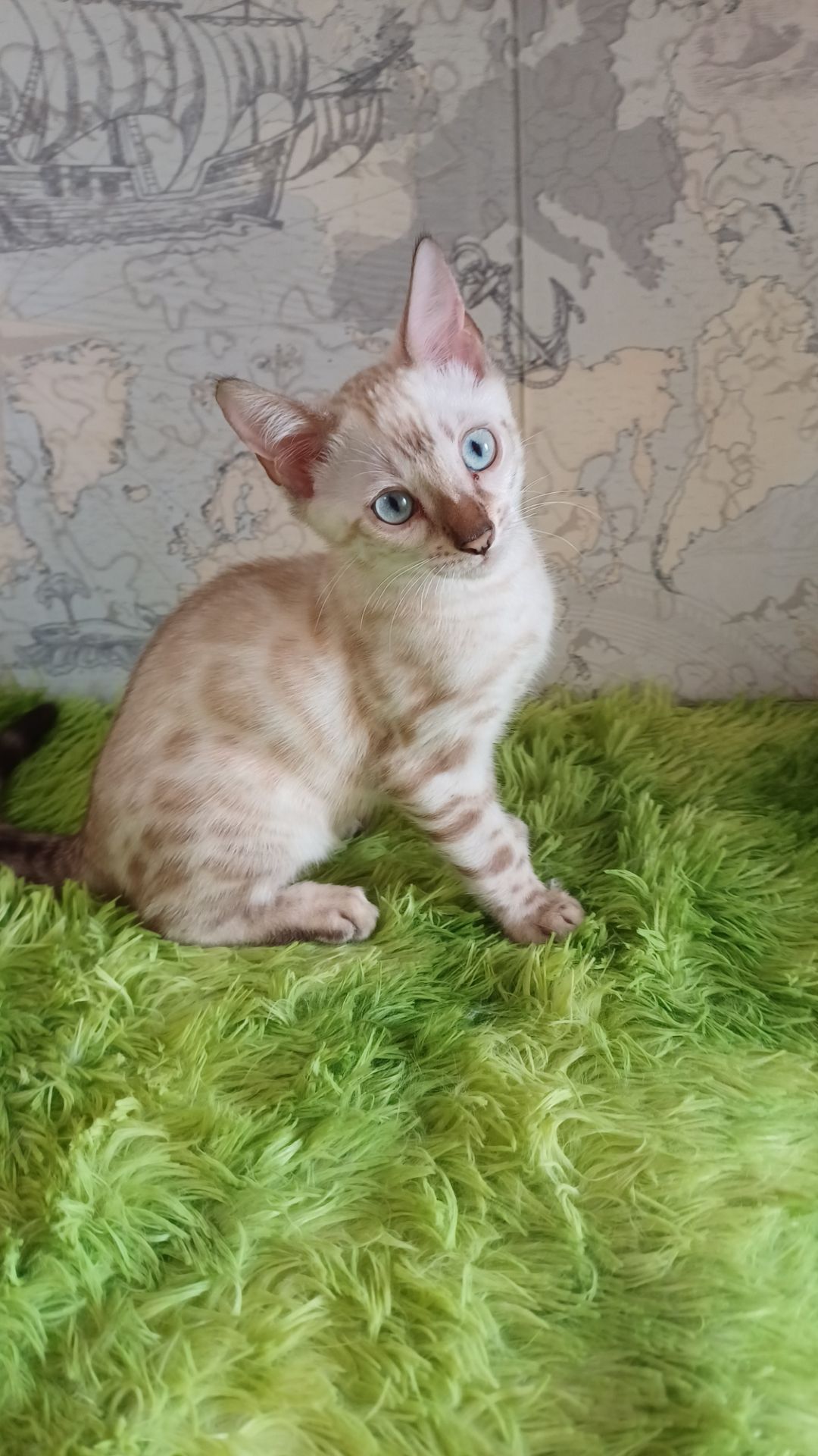 Сніжні бенгальські кошенята