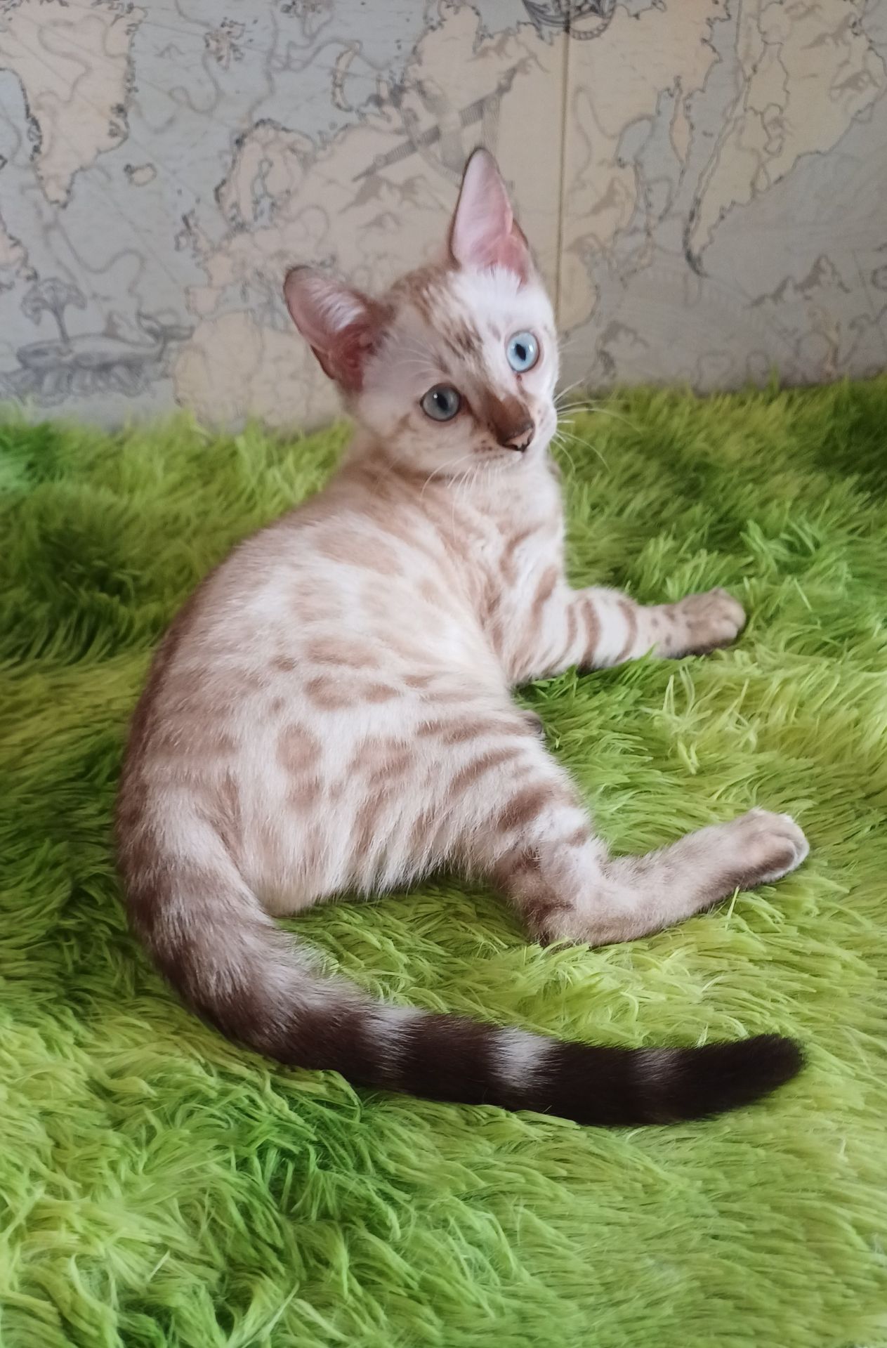 Сніжні бенгальські кошенята