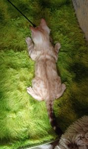Сніжні бенгальські кошенята