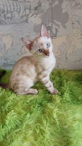 Сніжні бенгальські кошенята