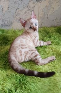 Сніжні бенгальські кошенята