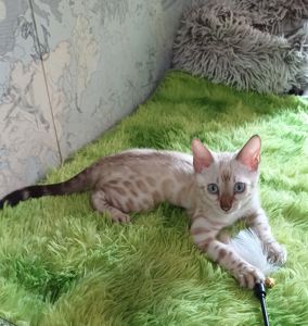Сніжні бенгальські кошенята