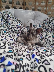Хлопчик французький бульдог