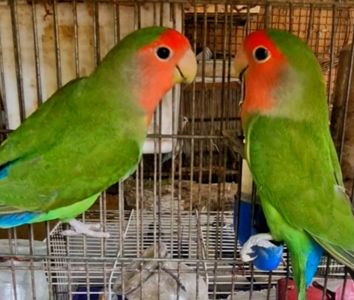 Очень красивые неразлучники разных цветов