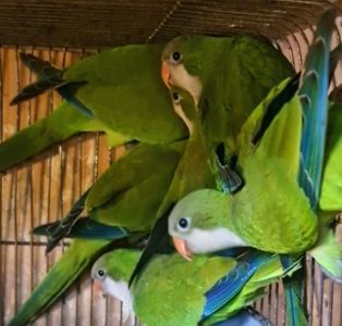 Попугаи для разговора выкормыши монахов