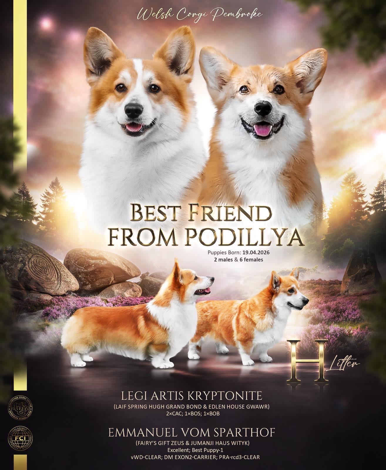 Corgi Pembroke π§‘πΆ