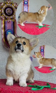 Corgi Pembroke 🧡🐶