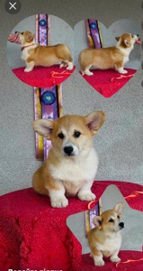 Corgi Pembroke 🧡🐶