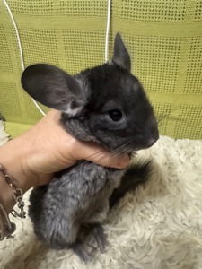 Шиншила хлопчик