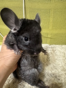 Шиншила хлопчик