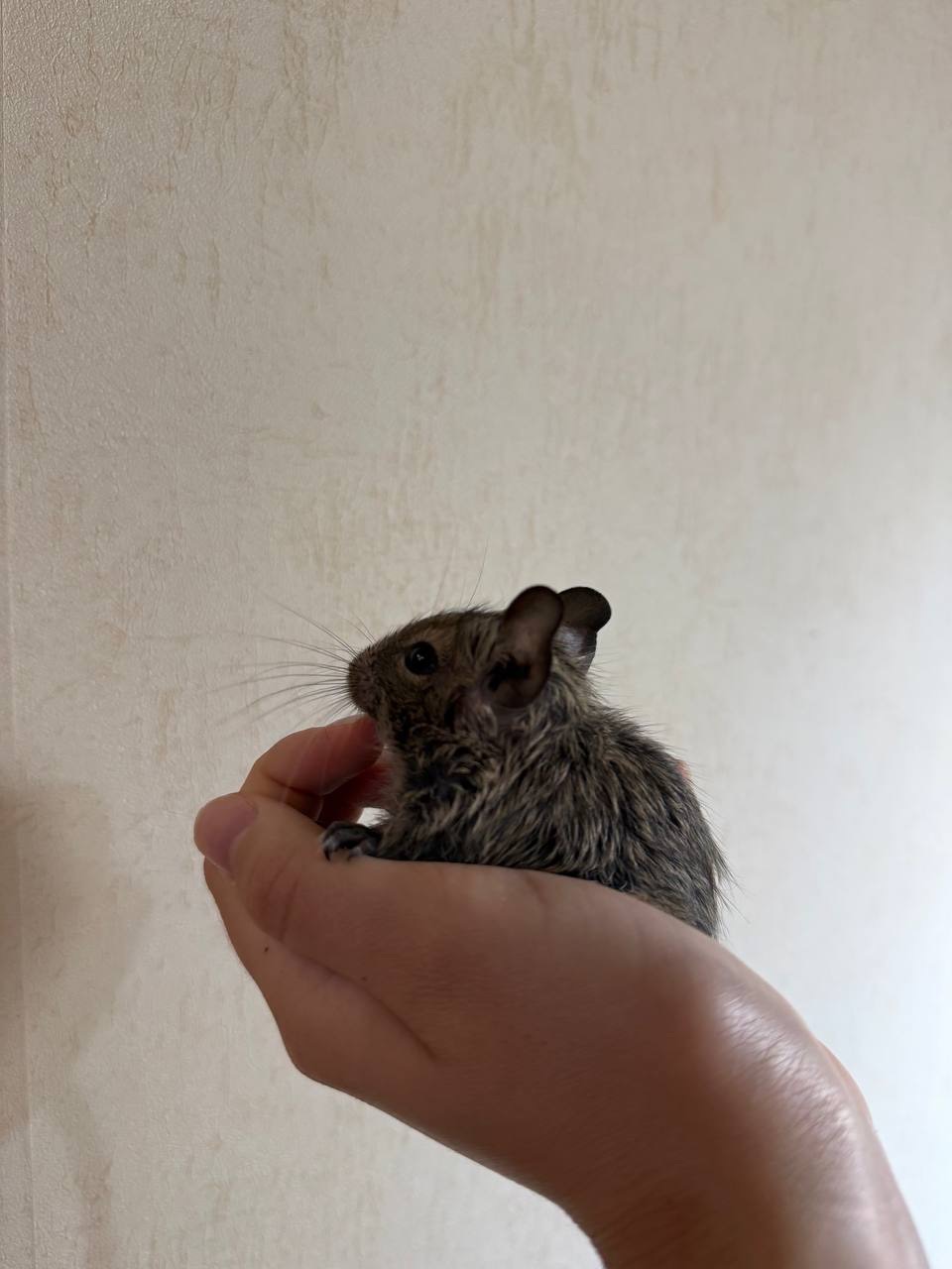 Продам дегу малюків