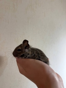 Продам дегу малюків