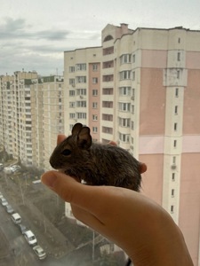Продам дегу малюків
