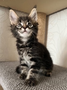 Хлопчик Мейн кун чорний мармур