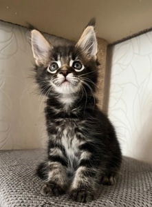 Хлопчик Мейн кун чорний мармур