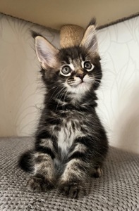 Хлопчик Мейн кун чорний мармур