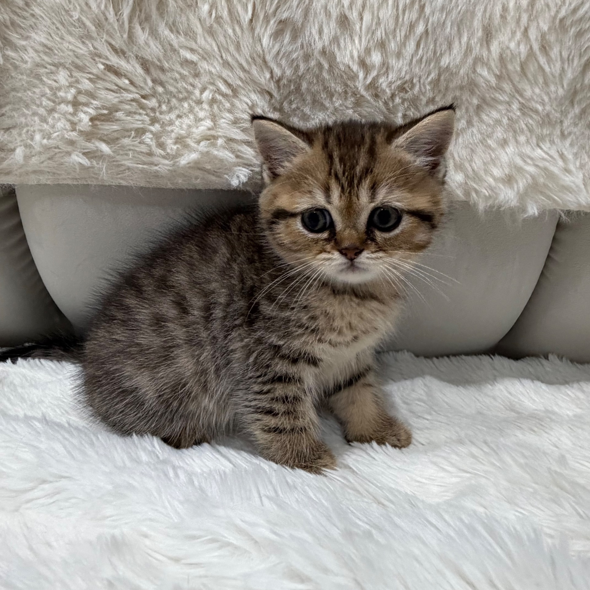 Шотландський прямовухий котик