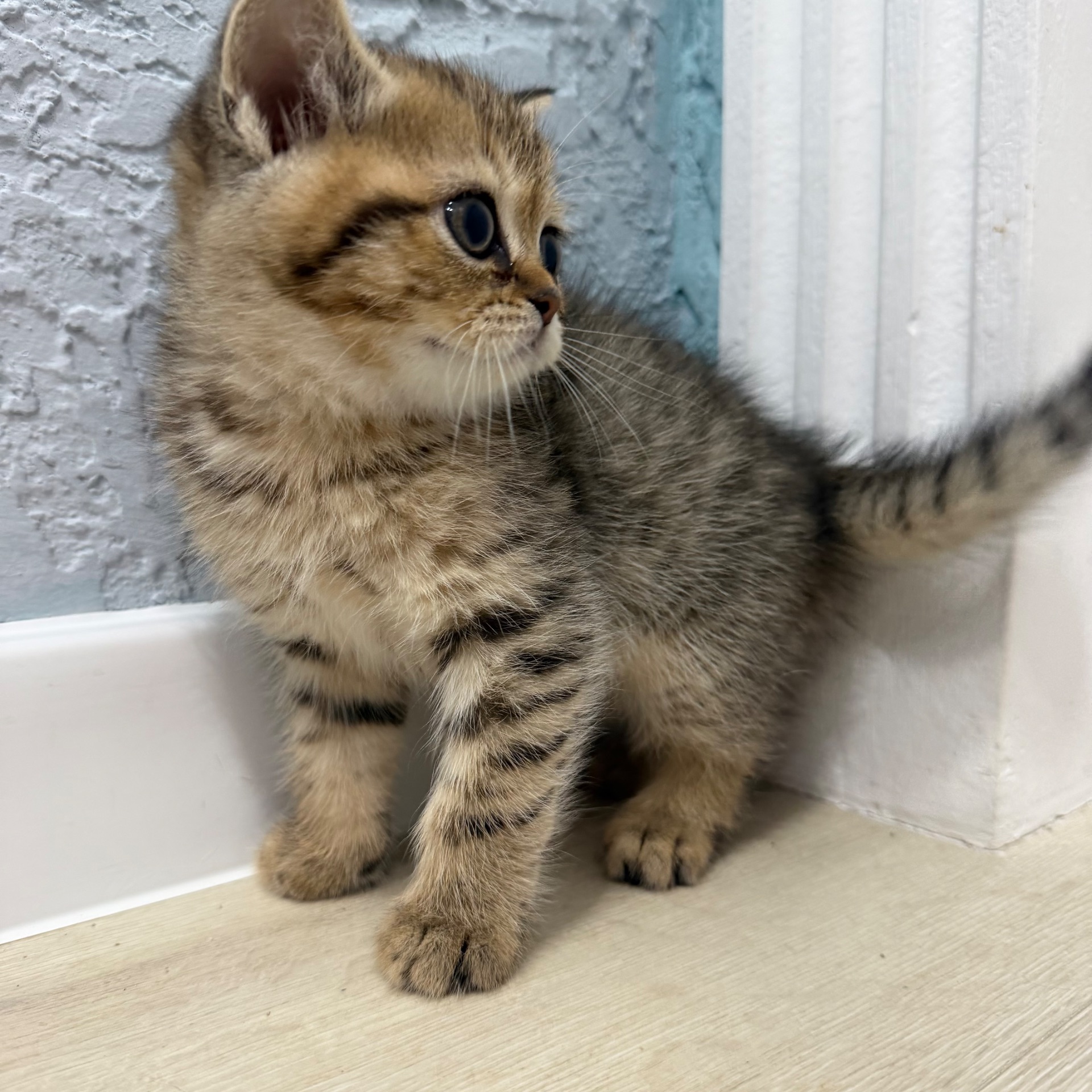 Шотландський прямовухий котик