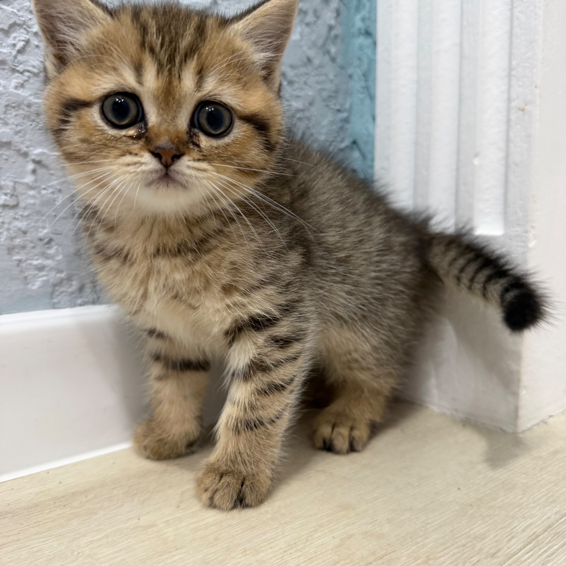 Шотландський прямовухий котик