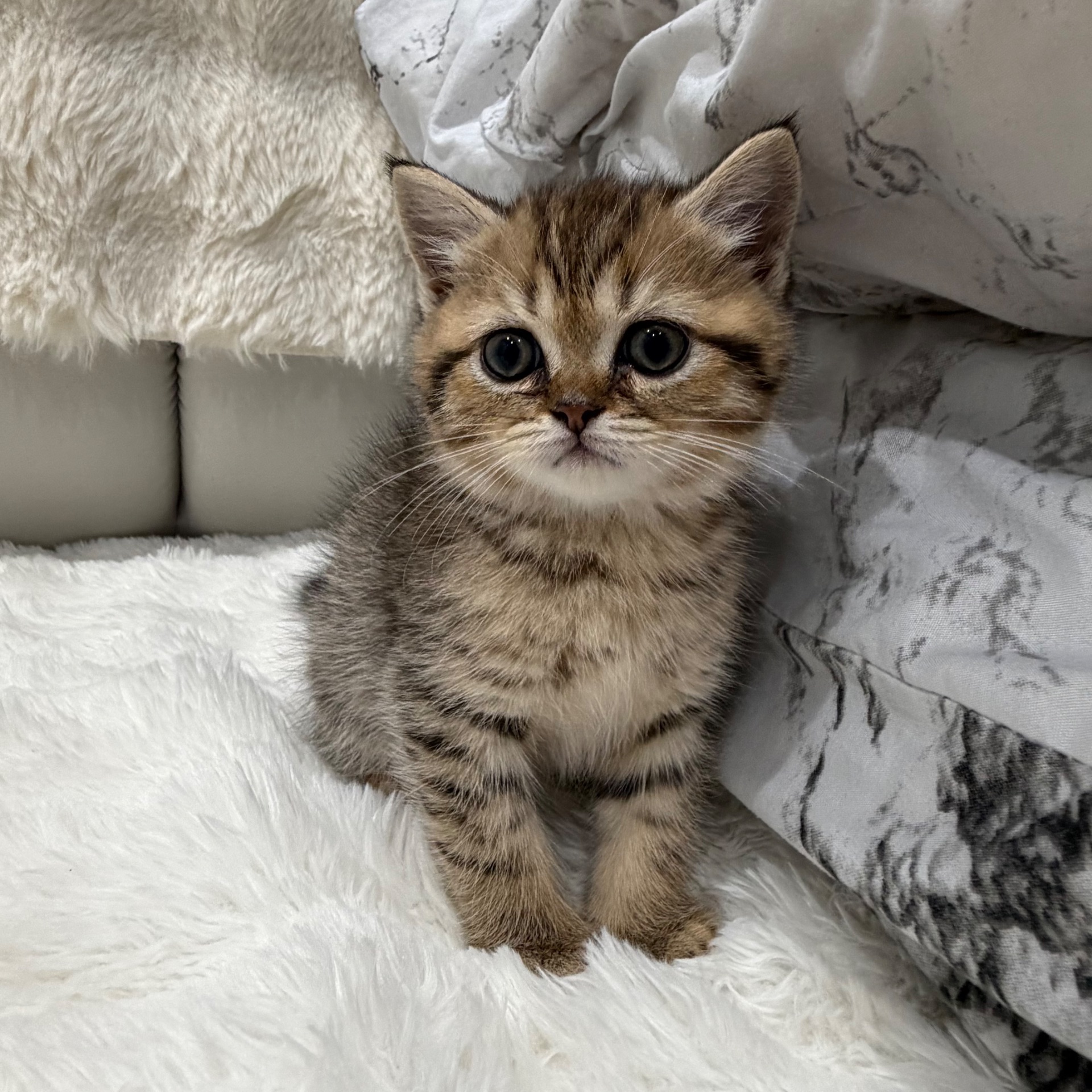 Шотландський прямовухий котик