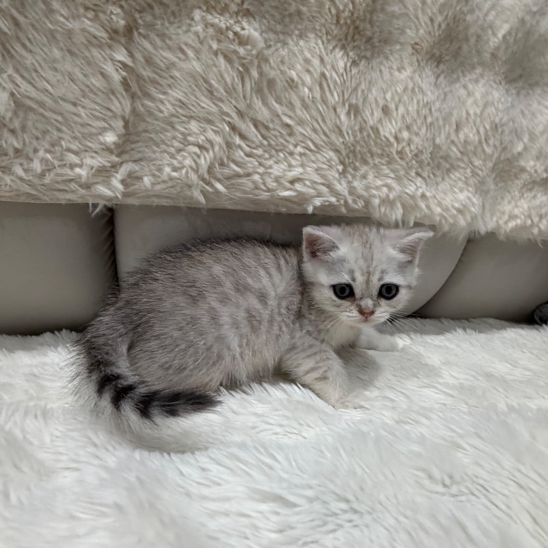 Котик шотландський прямовухий