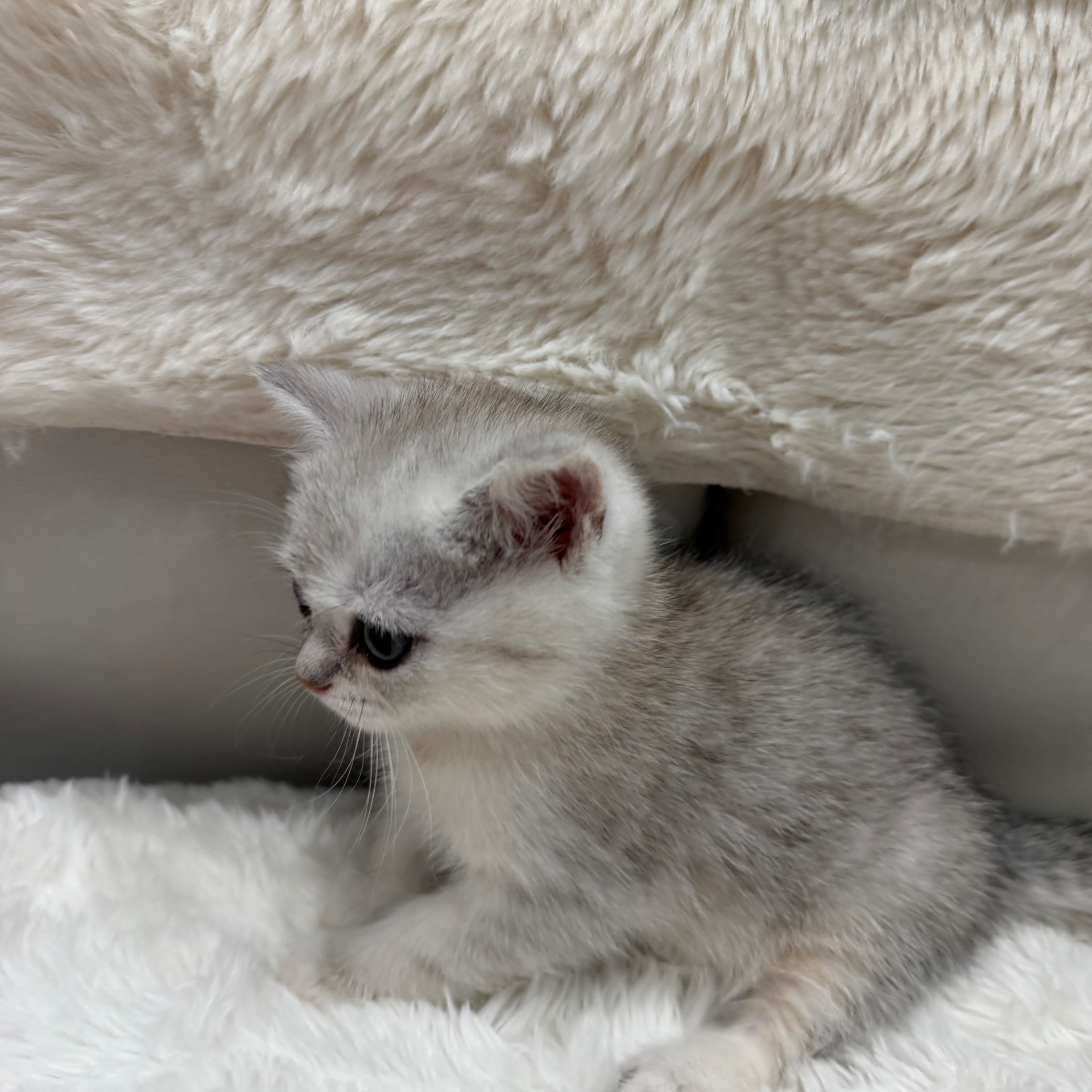 Котик шотландський прямовухий