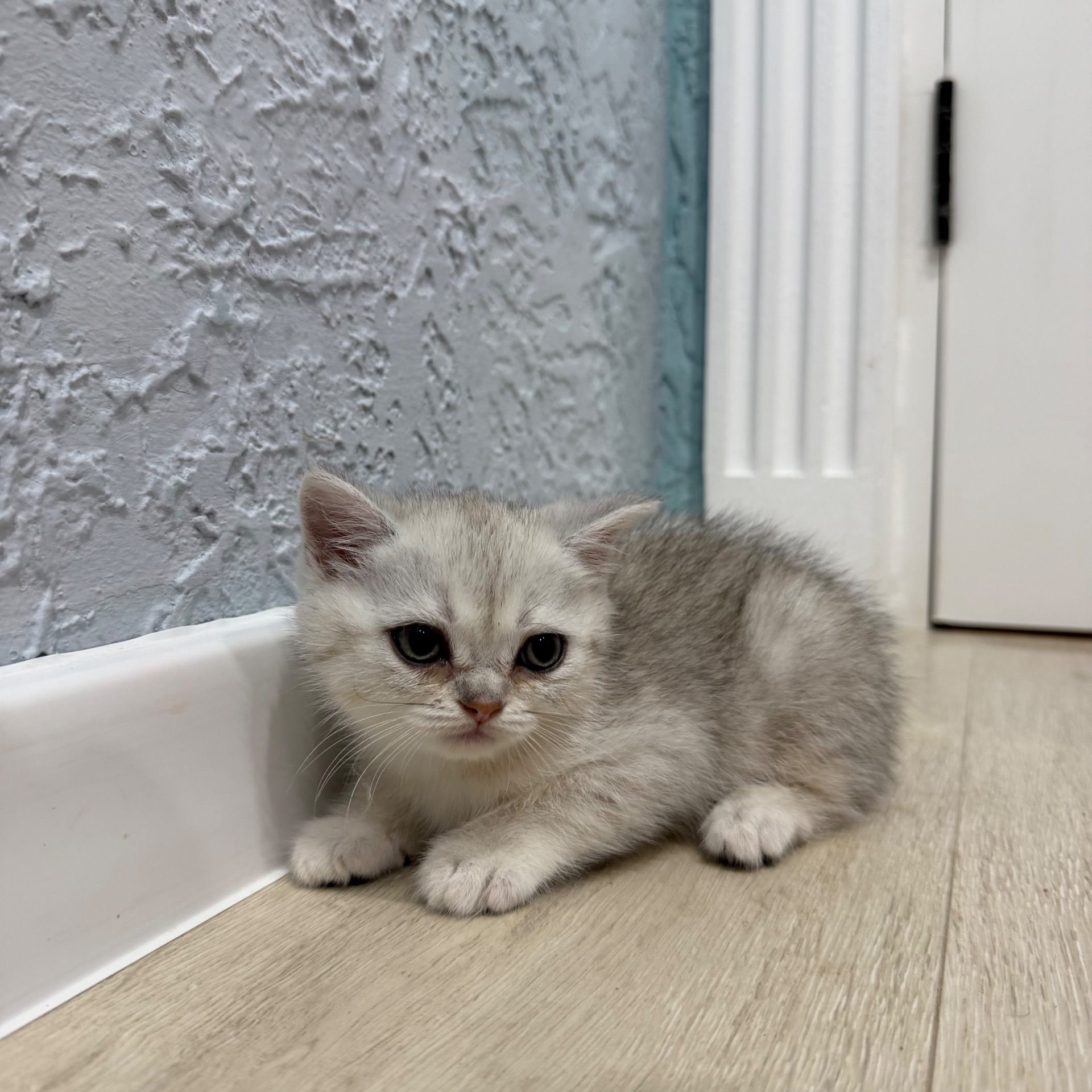 Котик шотландський прямовухий