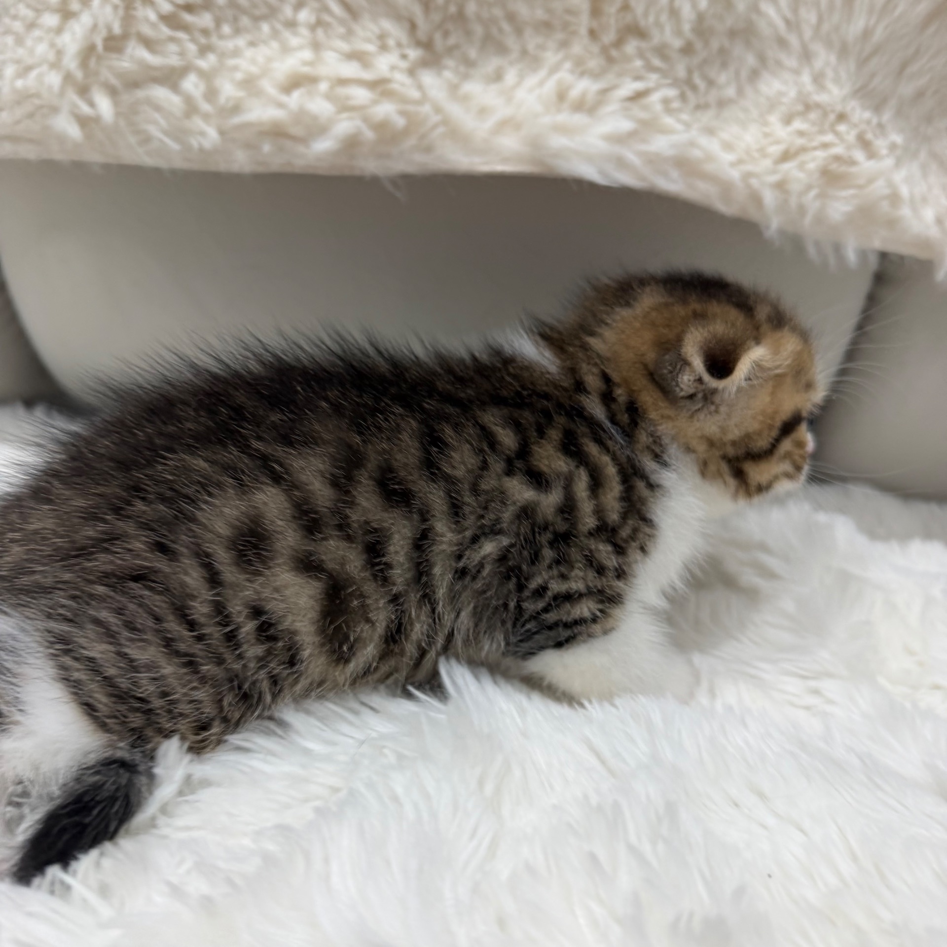 Котик шотландський весловухий