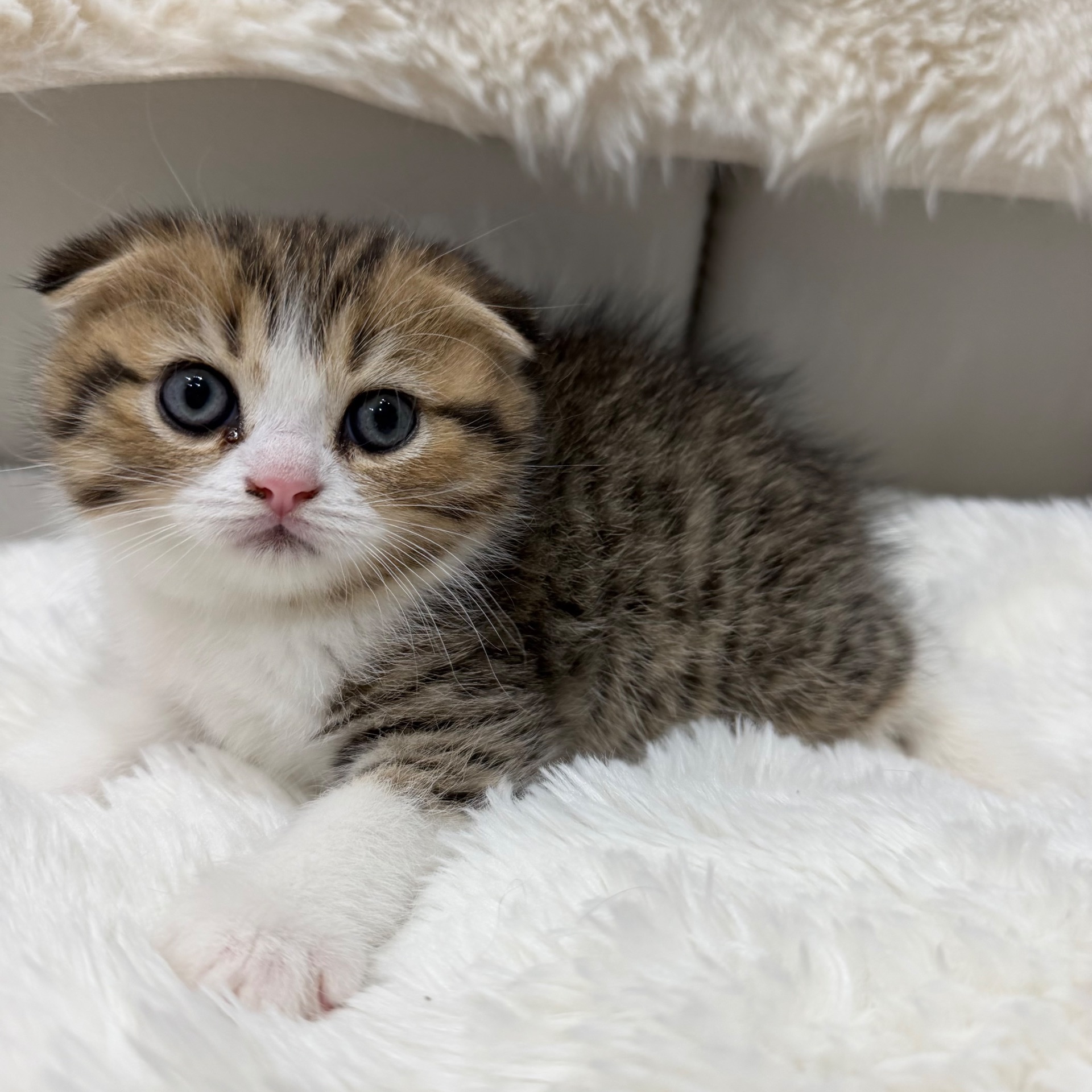 Котик шотландський весловухий