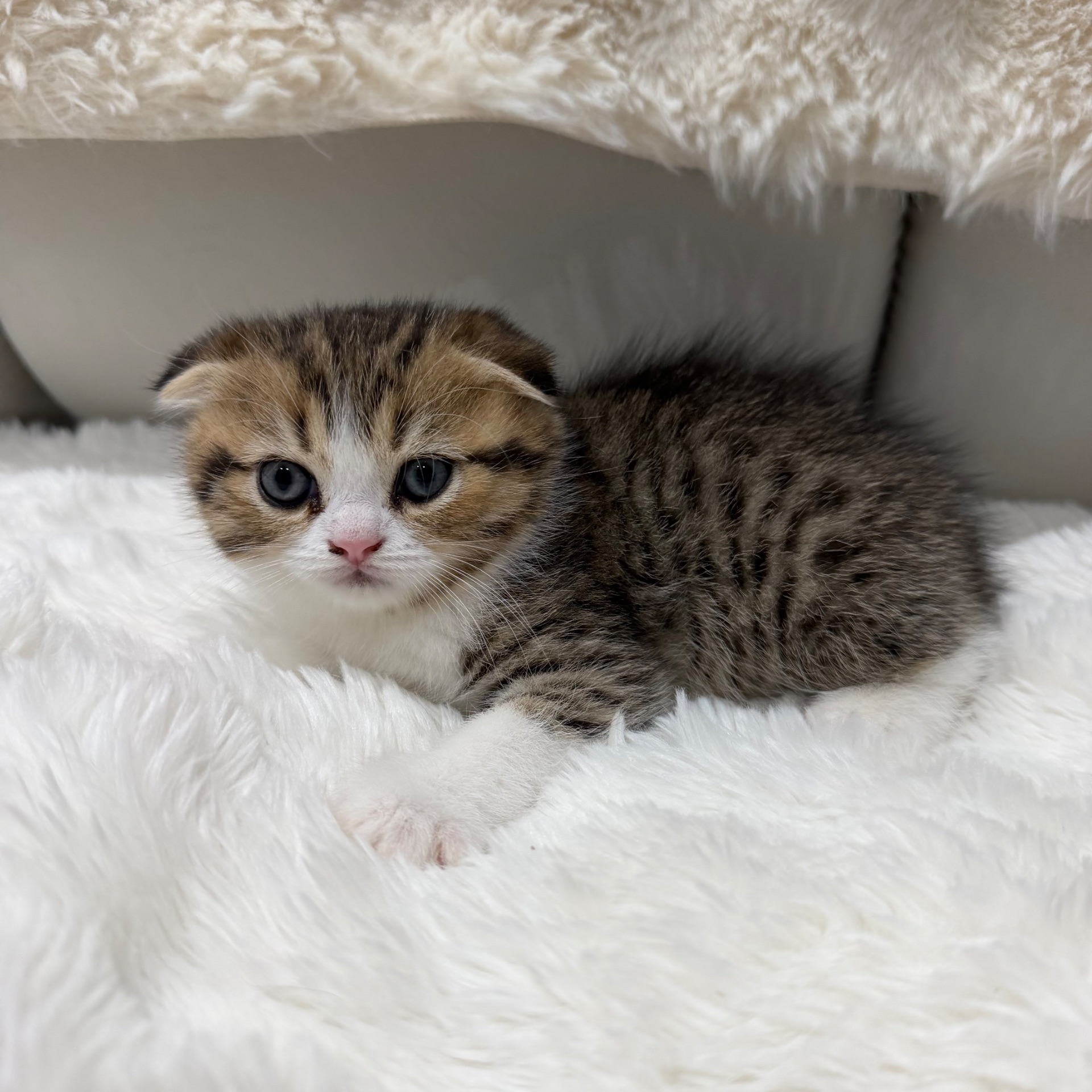 Котик шотландський весловухий
