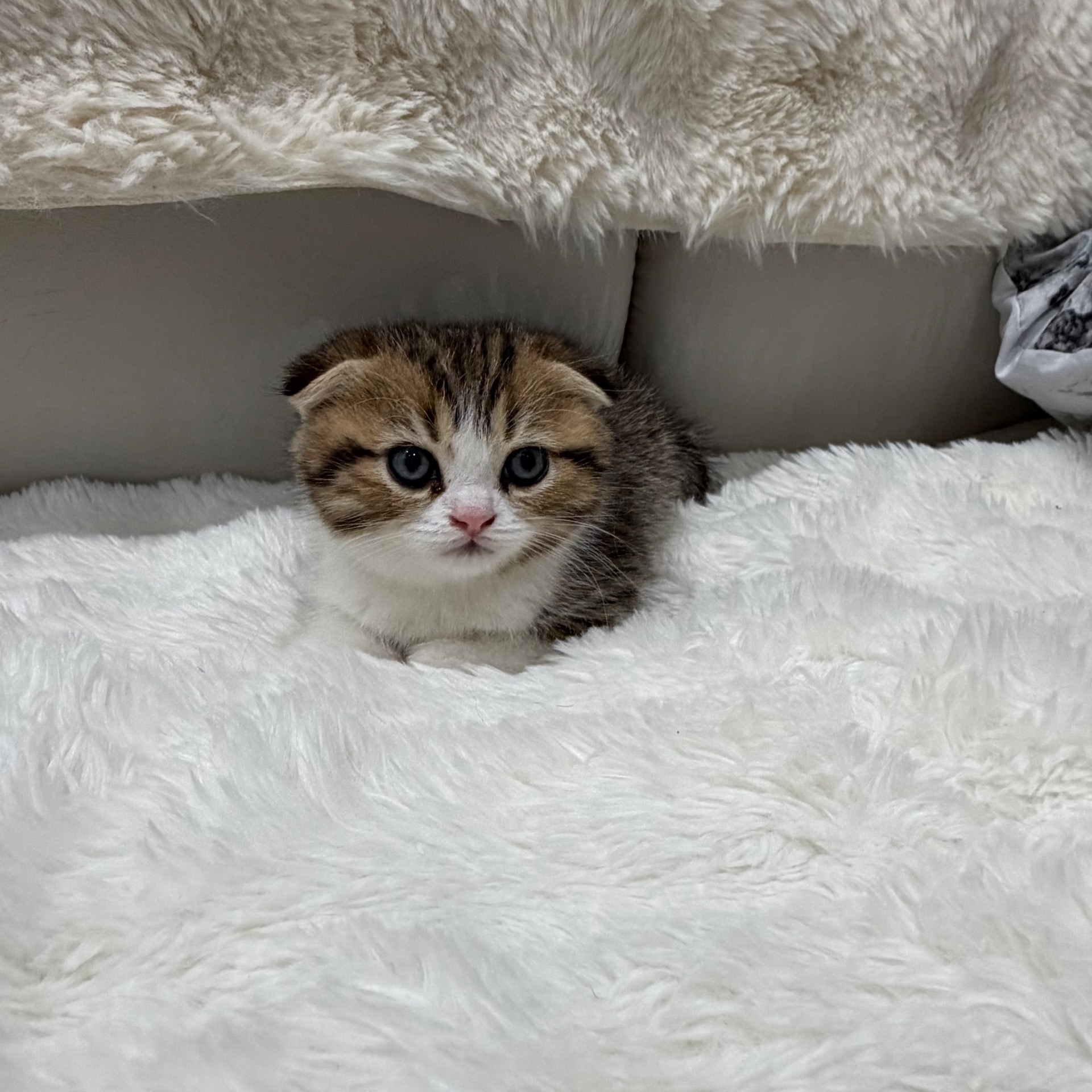 Котик шотландський весловухий