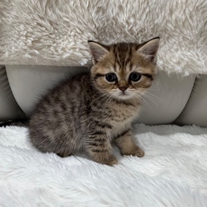 Шотландський прямовухий котик