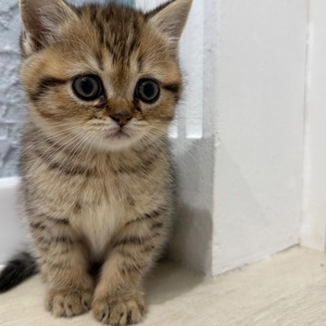 Шотландський прямовухий котик