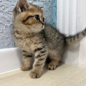 Шотландський прямовухий котик