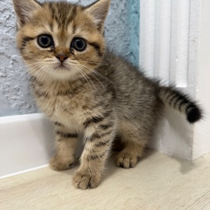 Шотландський прямовухий котик