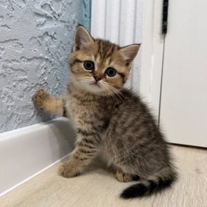 Шотландський прямовухий котик