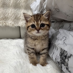 Шотландський прямовухий котик