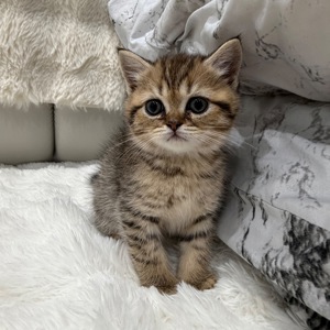 Шотландський прямовухий котик