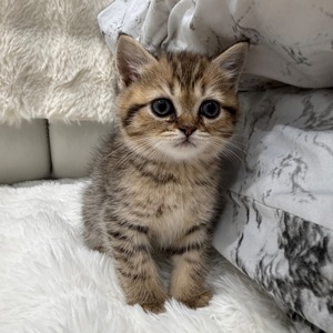 Шотландський прямовухий котик
