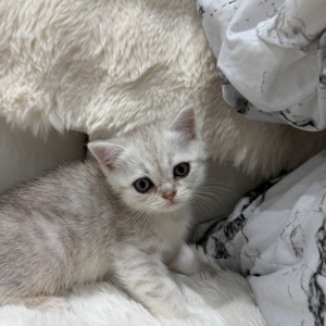 Котик шотландський прямовухий
