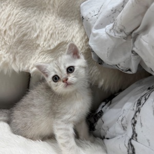 Котик шотландський прямовухий