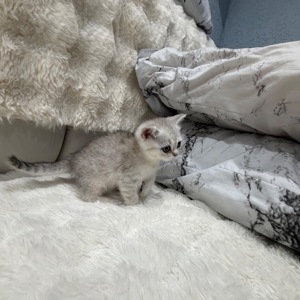 Котик шотландський прямовухий