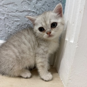 Котик шотландський прямовухий