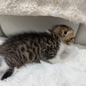 Котик шотландський весловухий