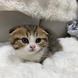 Котик шотландський весловухий
