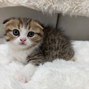 Котик шотландський весловухий