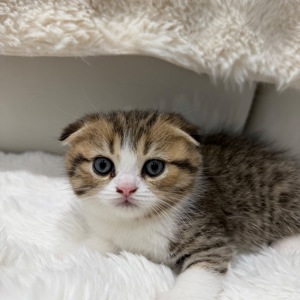 Котик шотландський весловухий
