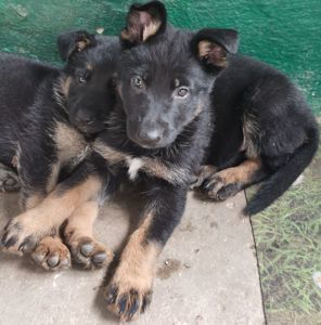Цуценята німецької вівчарки
